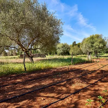 Drimia Can Picafort (Mallorca)
